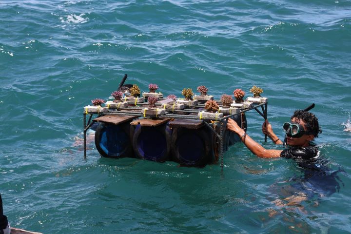 Dukung Pariwisata Berkelanjutan, Pemprov Banten Lakukan Konservasi Laut di Carita.(Foto: Istimewa) HitzSerpong.com