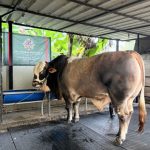 hitzserpong.com