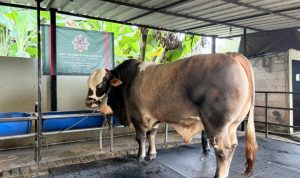 Wali Kota Tangsel Serahkan Bantuan Sapi Kurban Presiden Prabowo ke Masyarakat.(Foto: Istimewa) hitzserpong.com