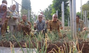 Benyamin Panen Perdana Bawang Merah Varietas Batu di Tangsel.(Foto: Istimewa) hitzserpong.com