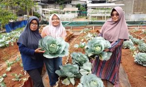 KWT Good Farm Pakujaya panen 50 kilogram ikan nila dan sayuran. Bukti pertanian perkotaan tetap produktif di Tangsel. (Foto: Istimewa) hitzserpong.com