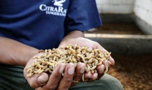 Maggot di TPS CitraRaya, Tangerang, mereduksi 320 kilogram sampah organik per hari, dari 10 gram telur jadi 15 kilogram larva. (Foto: Istimewa) hitzserpong.com